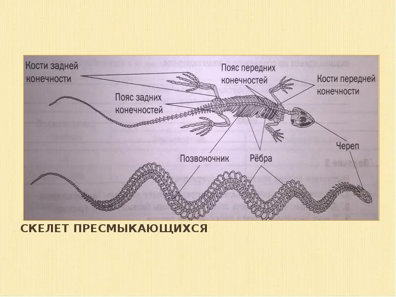 Тест по биологии 7 класс рептилии. Скелетпресмыка. Скелет пресмыкающихся. Строение скелета пресмыкающихся. Скелет поясов у пресмыкающихся.