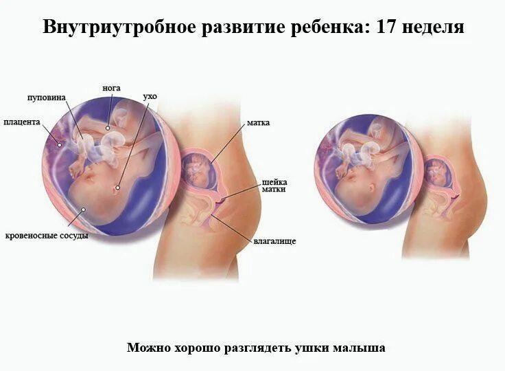 Беременность 17 3 дня