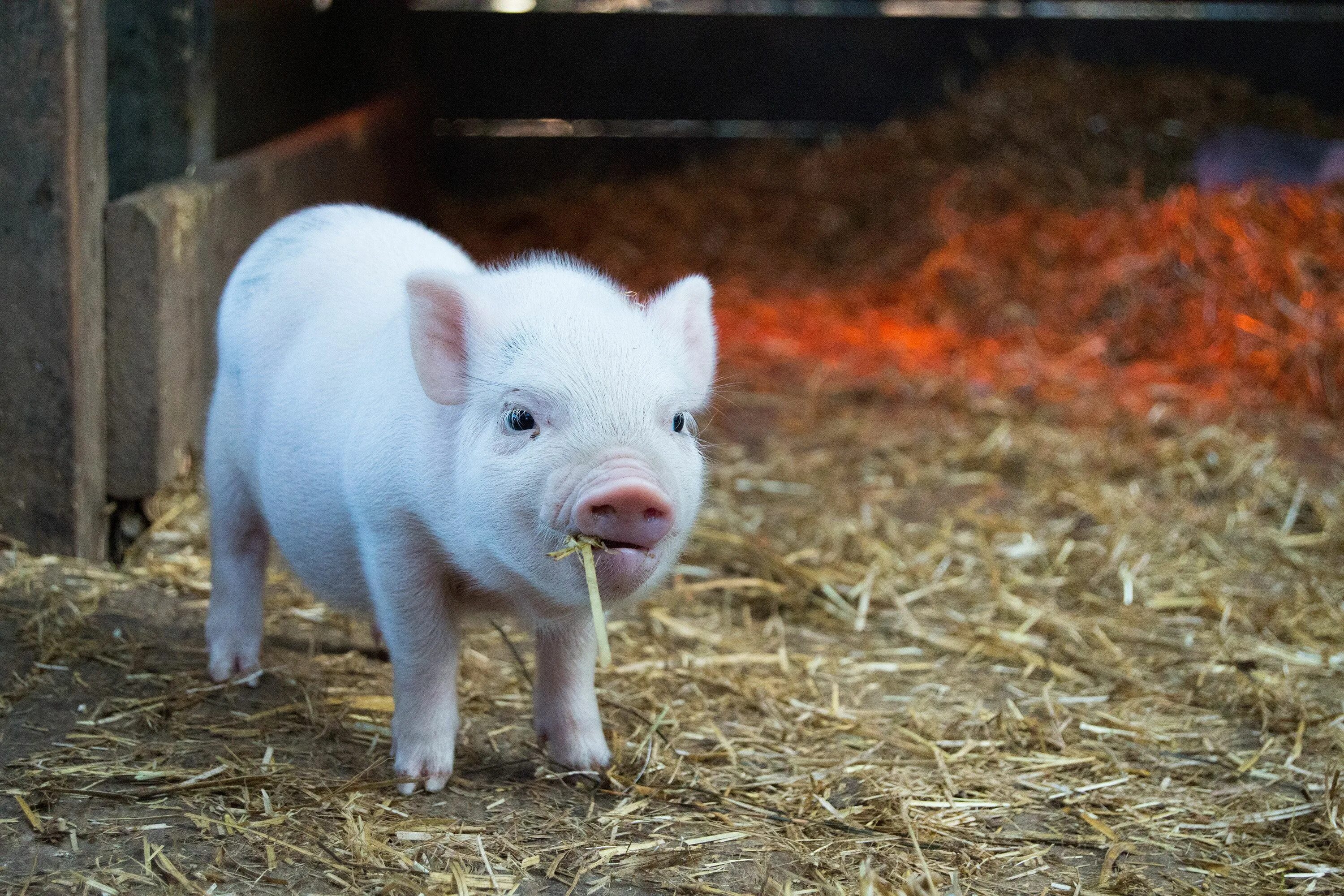 Pig свинья. Поросенок. Свинья. Фото свиньи. Животные свинья.