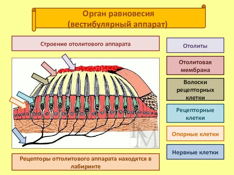 Рецепторы вестибулярного аппарата находятся. Схема строения отолитового аппарата. Строение органа равновесия гистология. Строение отолитового рецептора. Орган равновесия отолитовый аппарат.