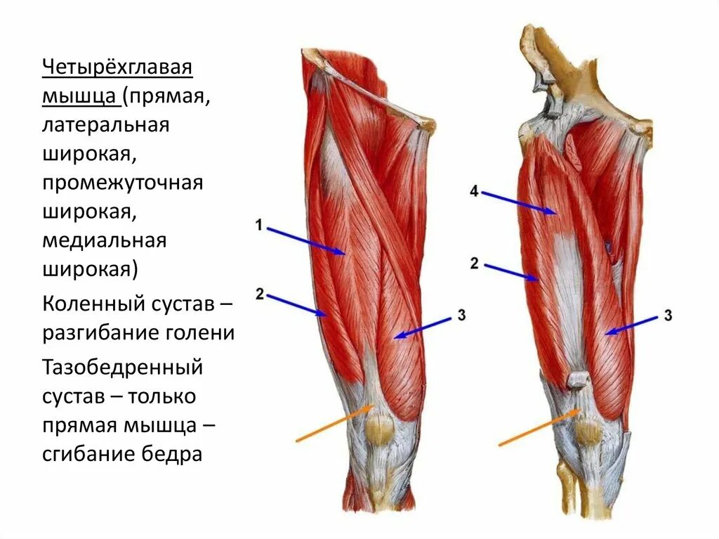 Мышцы сгибатели бедра анатомия. Мышцы сгибатели коленного сустава. Четырехглавая мышца бедра промежуточная широкая мышца. Четырехглавая мышца анатомия.