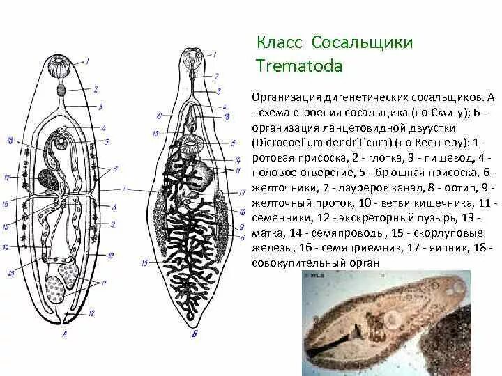 Сосальщик биология 7 класс