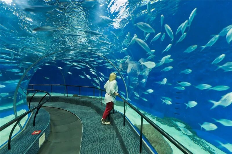 Океанариум шанхай. Шанхайский океанариум Шанхай. Океанариум Пекин. Океанариум в Шанхае, Китай. Винперл аквариум.