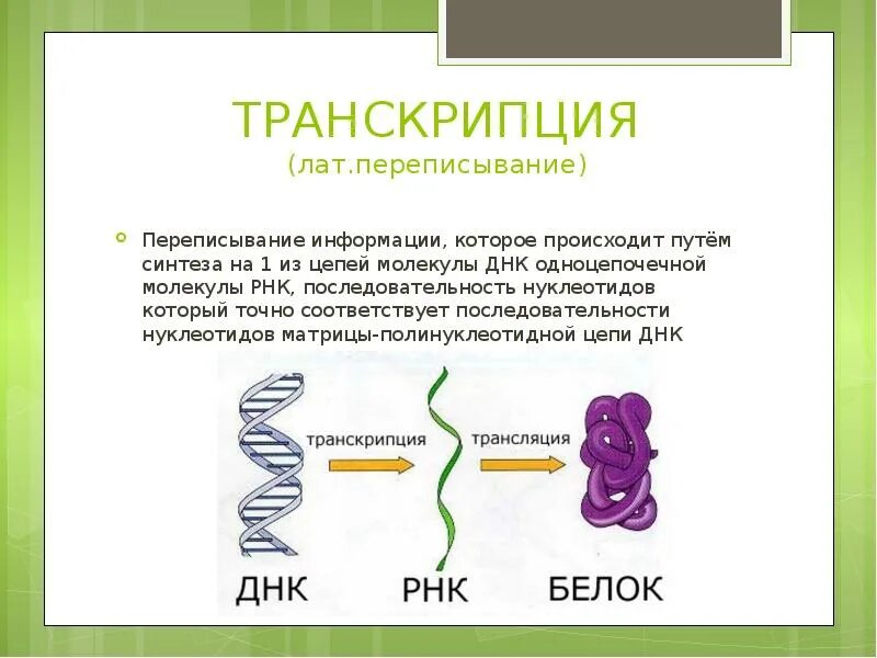 Переписывание информации с молекулы днк. Транскрипция полинуклеотидной цепи. транскрипция белка. транскрипция синтез молекулы рнк. транскрипция молекулы рнк.