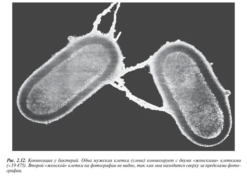 Конъюгация кишечной палочки. Половой процесс бактерий конъюгация. Размножение бактерий конъюгация. Половой процесс у бактерий. Кишечная палочка половым
