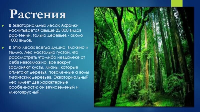 Мир влажности. Экваториальный лес презентация. Влажные экваториальные растительный мир. Растительность влажных экваториальных лесов. Экваториальный лес растения.