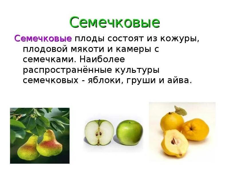 Что относится к плодовым. Семечковые плодовые культуры. Семечковые плоды айва. Классификация косточковые семечковые и плодовые. Классификация семечковых и косточковых плодов.