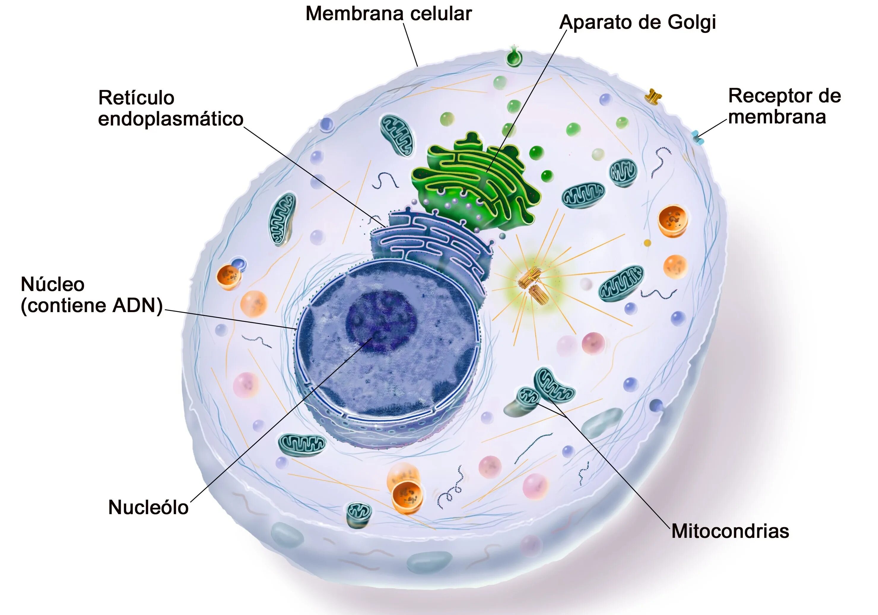 Cell contains. Клетка Cell. Как выглядит клетка. Из чего состоит клетка. Как выглядит клетка человека.