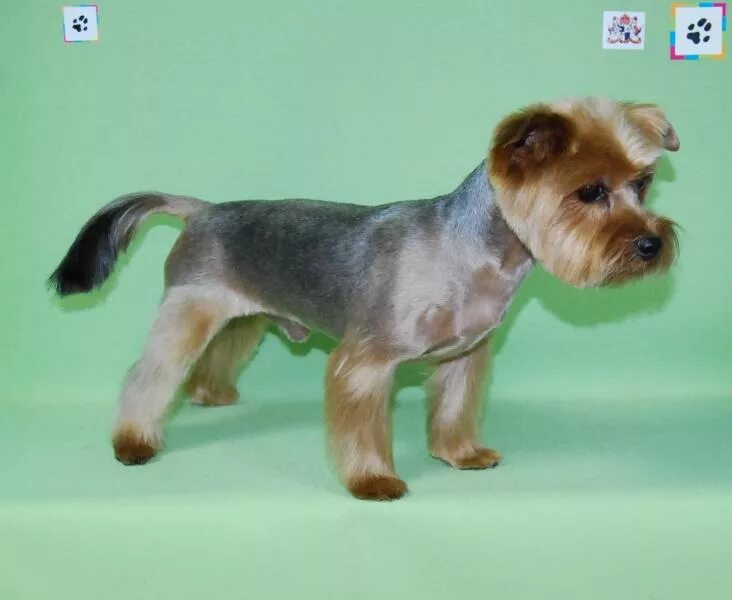 стрижка лап йорка. стрижка лап йорка. йоркширский терьер стрижка каскад. лапы клеш стрижка йорка. стрижка лапок у йорка.