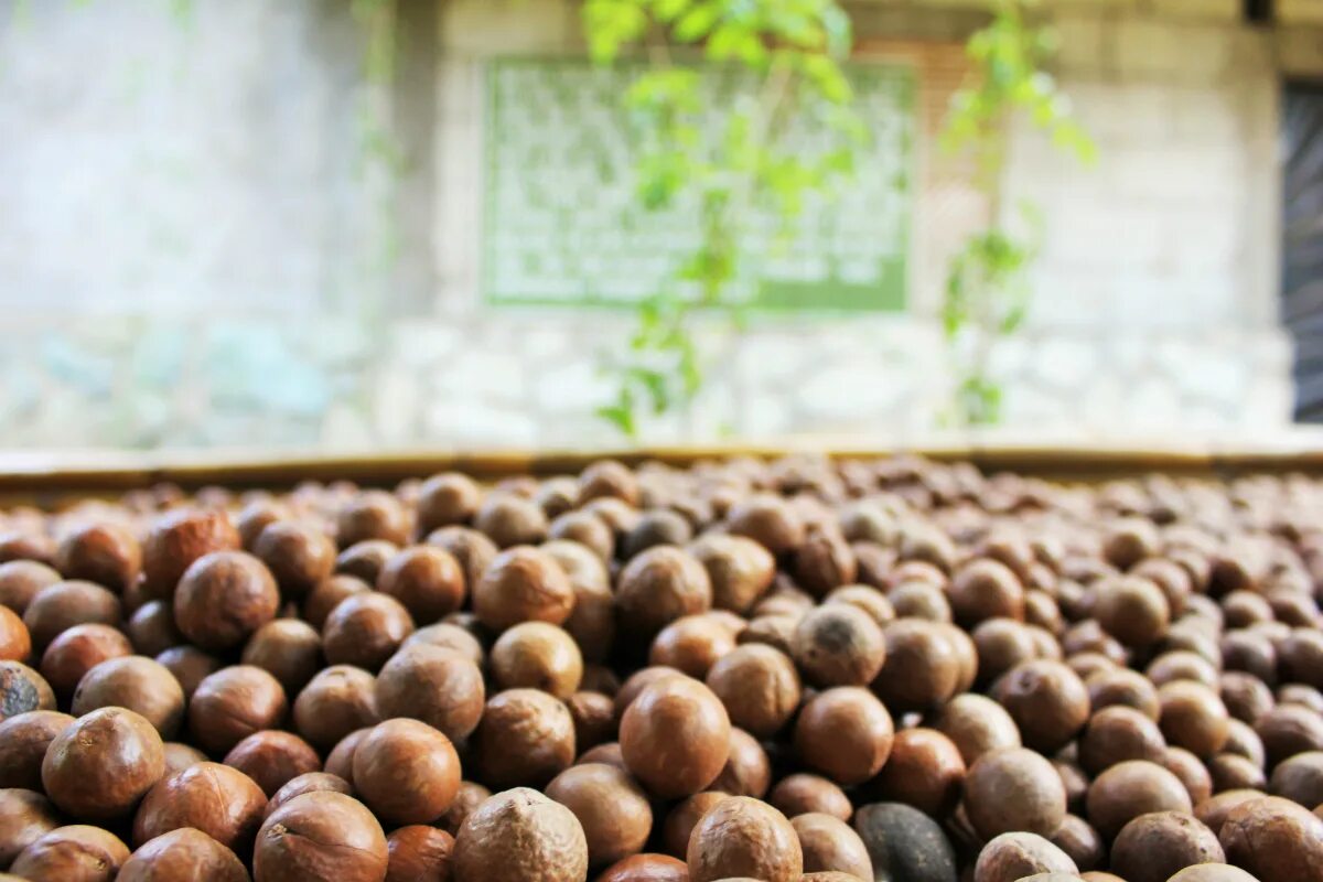 В каких странах растет макадамия. Macadamia Nuts. Макадамия нут. Орешки макадамия. Макадамия как растет.