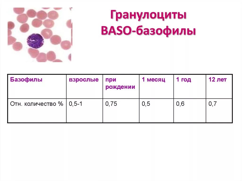 Гранулоциты повышены у мужчины в крови. Нейтрофилы гранулоциты агранулоциты. Гранулоциты и агранулоциты. Гранулоциты крови человека норма. Лейкоцитарная формула гистология.