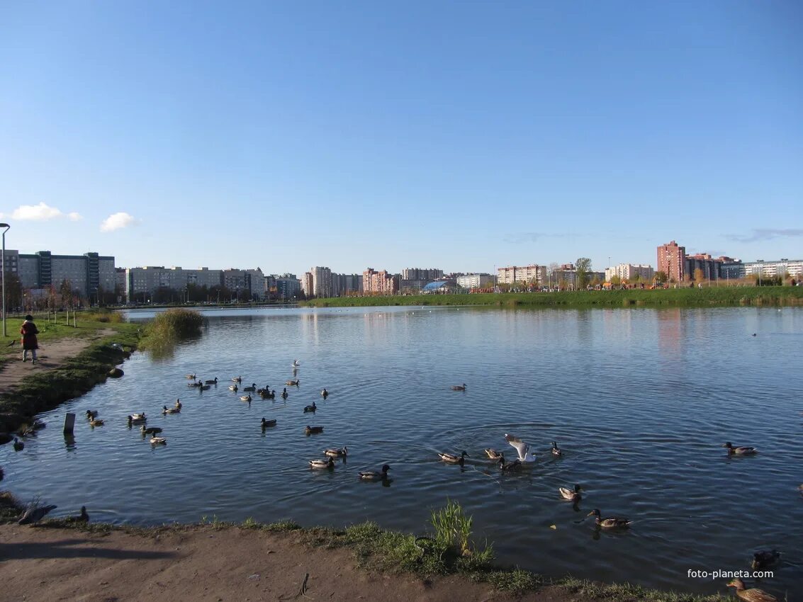 Озеро долгое спб. Парк озеро долгое Санкт-Петербург. Долгое (озеро, Приморский район Санкт-Петербурга). Парк озеро долгое Приморский район. Озеро долгое СПБ Приморский район.