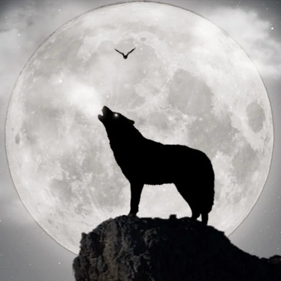 волк воющий на луну значение.