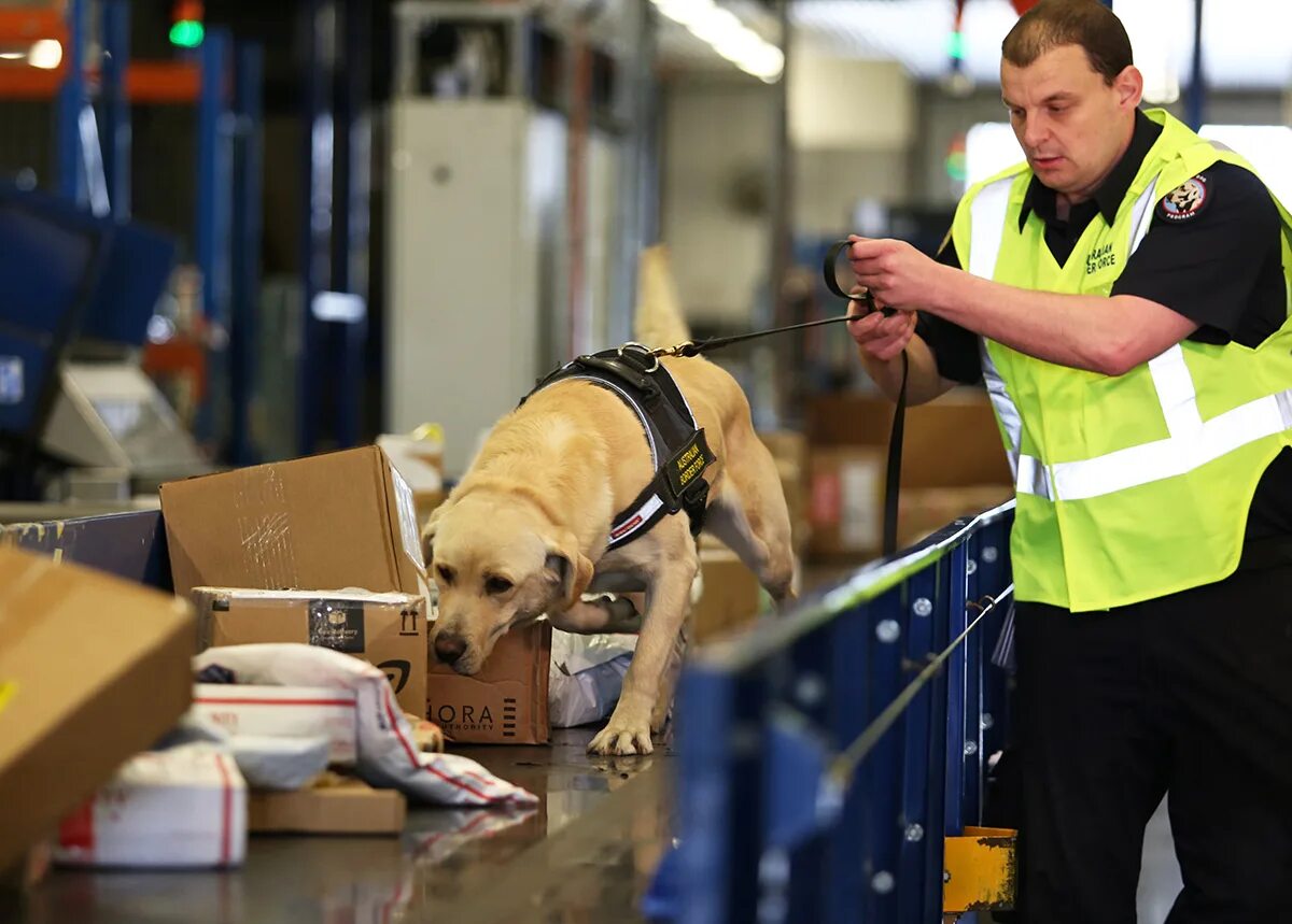 Ролевая работа. Собаки детекторы. Собака в аэропорту. Крупные собаки в аэропорту. Профессиональных собак для обнаружения.