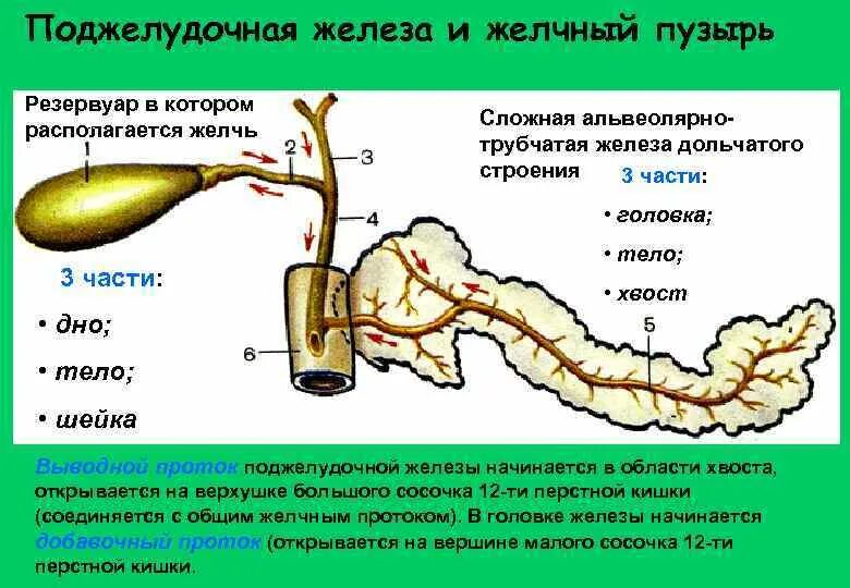 Желчь и панкреатический сок. Выводной проток поджелудочной железы. Выводные протоки желчного пузыря и печени. Желчные протоки поджелудочной железы. Желчный пузырь и поджелудочная железа.