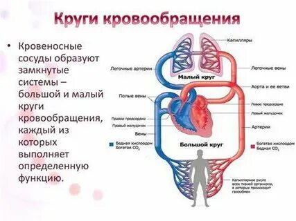 Сосуды малого круга кровообращения человека