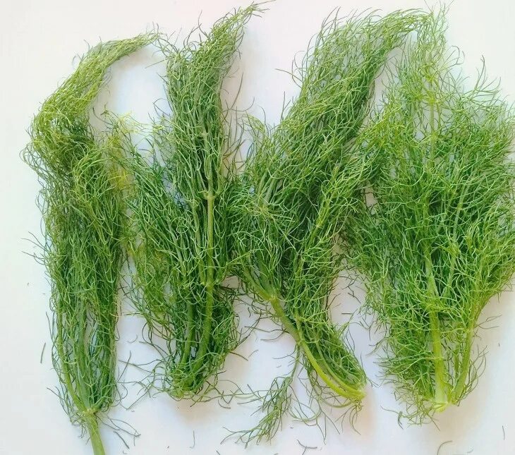 Фенхель обыкновенный. Листья фенхеля. Фенхель обыкновенный растение. Фенхель дикий. Листья фенхеля.