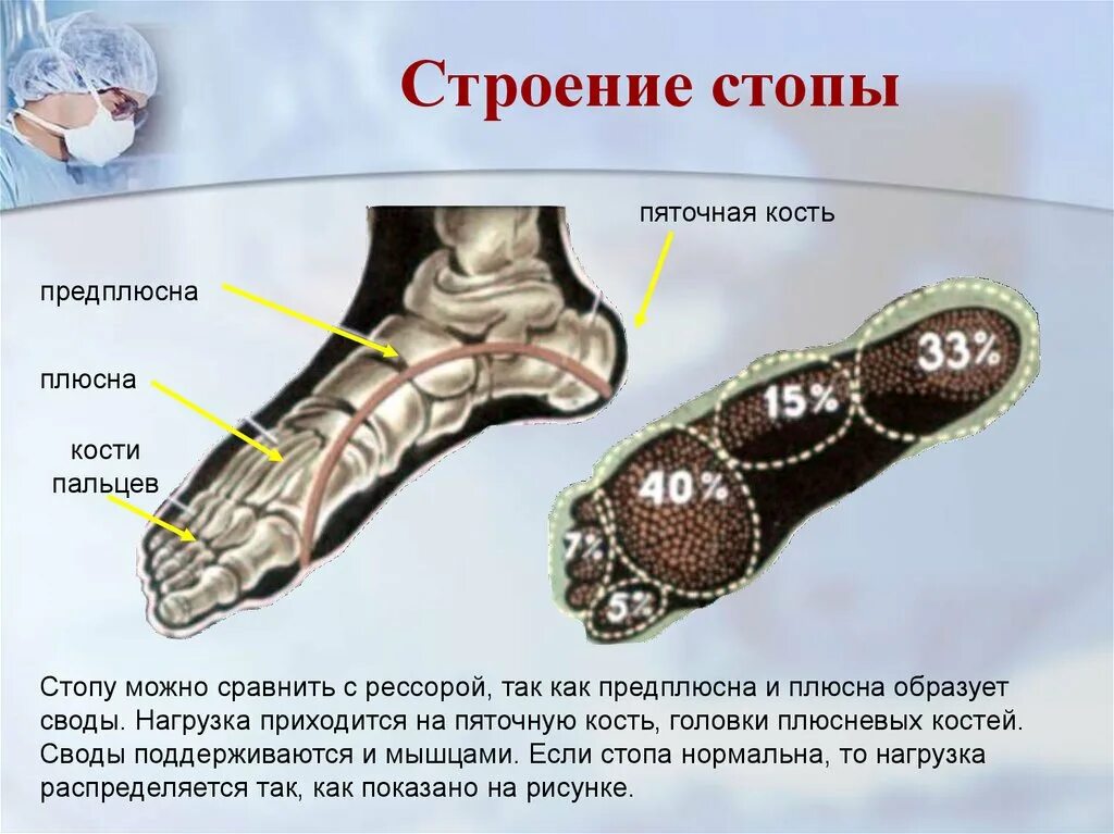 Кости плюсны и предплюсны стопы. Стопа человека анатомия и физиология. Строение стопы. Строение ступни. Кости подошвы