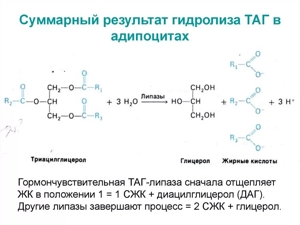 Неполный гидролиз таг. Основные продукты реакции таг липазы. Реакция гидролиза таг. Гидролиз жиров липазой. Гидролиз жиров ферменты