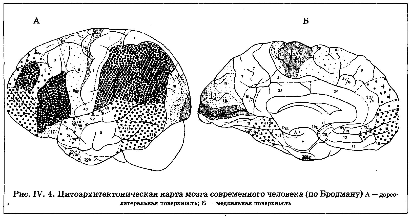 Вторичные поля мозга. Поля коры головного мозга по Бродману. Карта полей мозга по Бродману. Наружная поверхность коры головного мозга по Бродману. Поля Бродмана таблица.