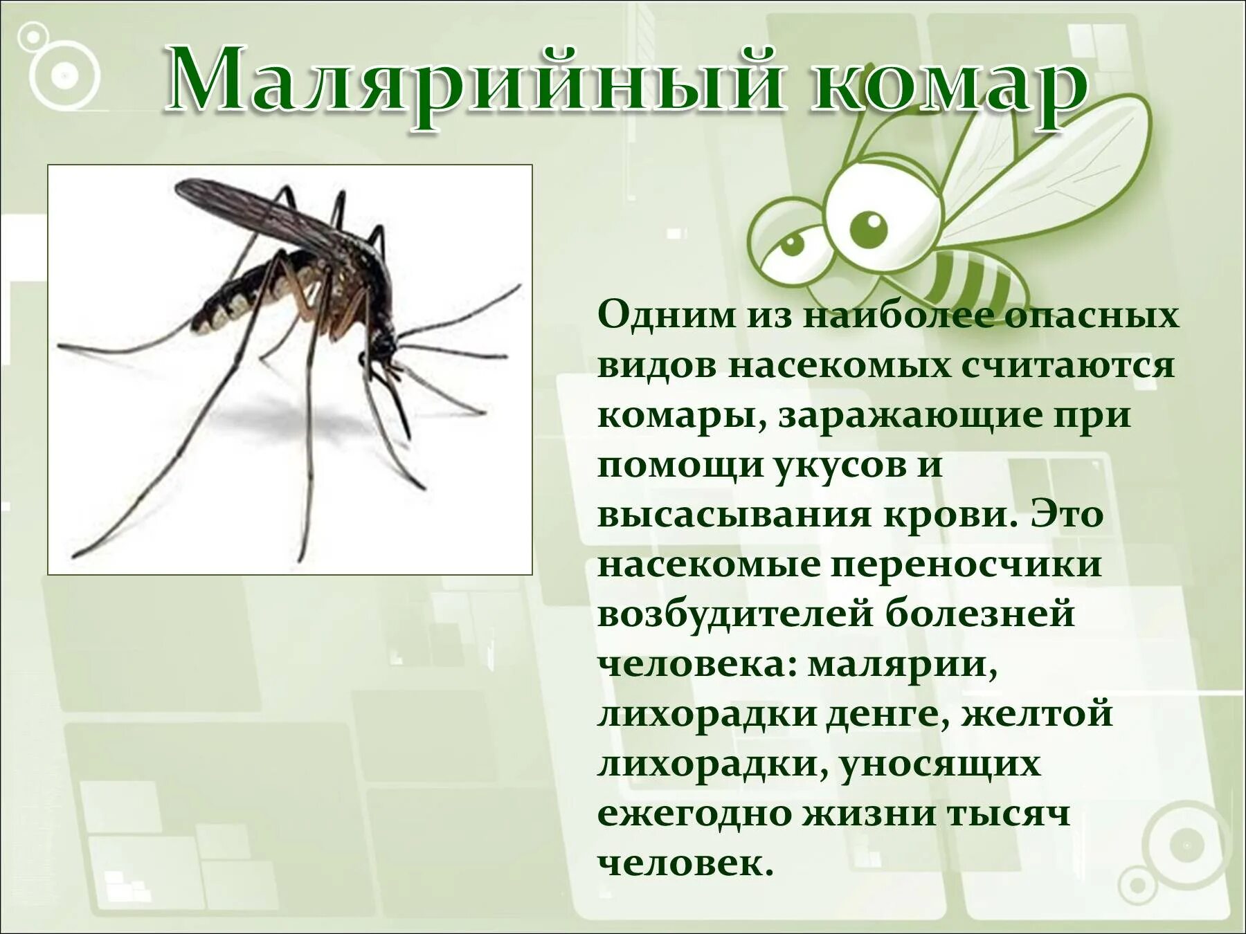 Комар какая среда. Насекомые переносчики опасных заболеваний человека. Насекомые с описанием. Малярийный комар. Насекомые переносчики возбудителей заболеваний.