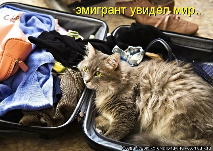 собирай котиков игра