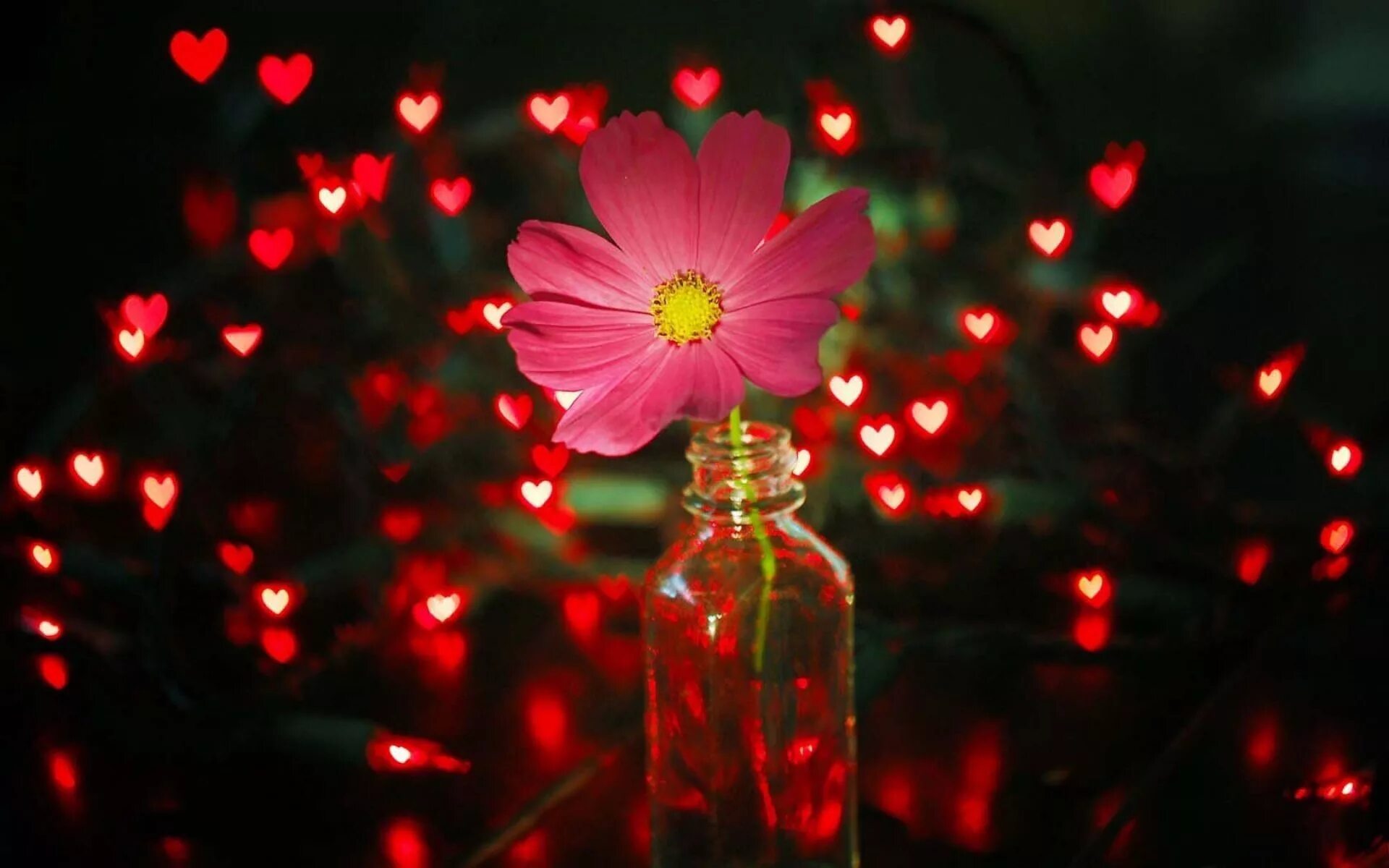 Сказочные цветы. Flowerlight 2 лампа. Цветы ночью. Музыкальные инструменты и цветы. Музыкальная абстракция.