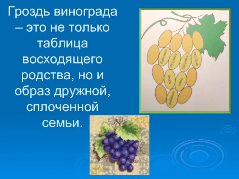 Презентация про виноград для детей. Гроздь винограда значение символа. Виноград для презентации. Строение грозди винограда.