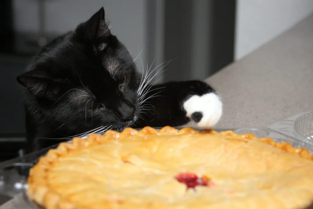 Cat tries