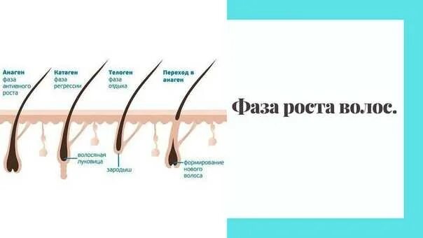 Почему медленно растут волосы на голове. Для роста волос. Скорость роста волос. Средний рост волос. Скорость роста волос на голове.