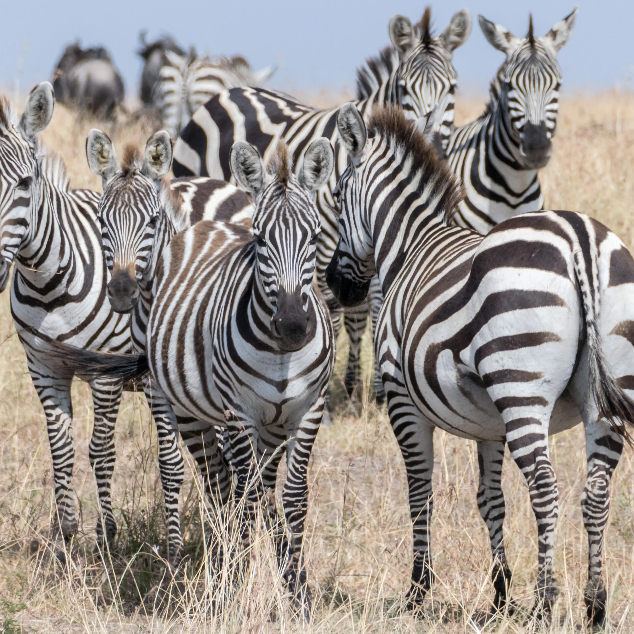 Вроде зебры. Masai Mara Zebra. Стадо зебр. Полосатые животные. Зебра цвет.