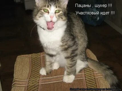 Шухер это