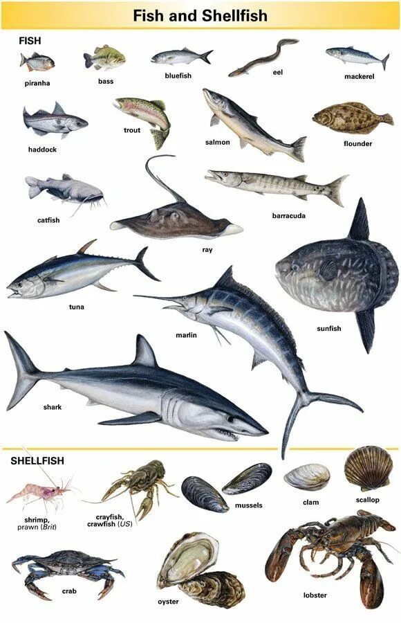 Как будет по английскому морская. Названия рыб на английском. Морские рыбы. Морская рыба названия. Морские обитатели названия.