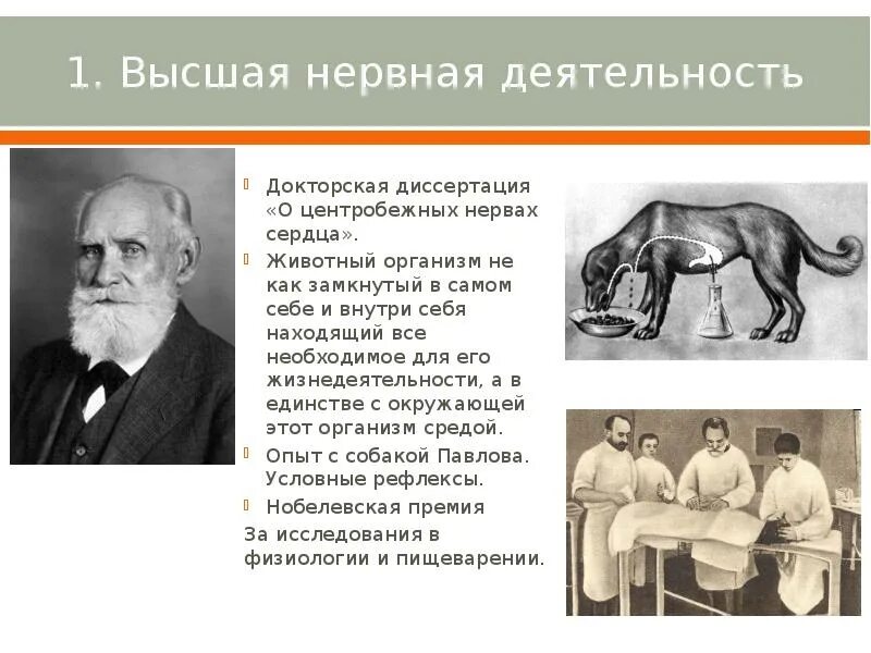 Наука о высшей нервной деятельности. Опыт павлова внд. высшая нервная деятельность павлов. учения о высшей нервной деятельности животных.. высшая нервная деятельность это в биологии.