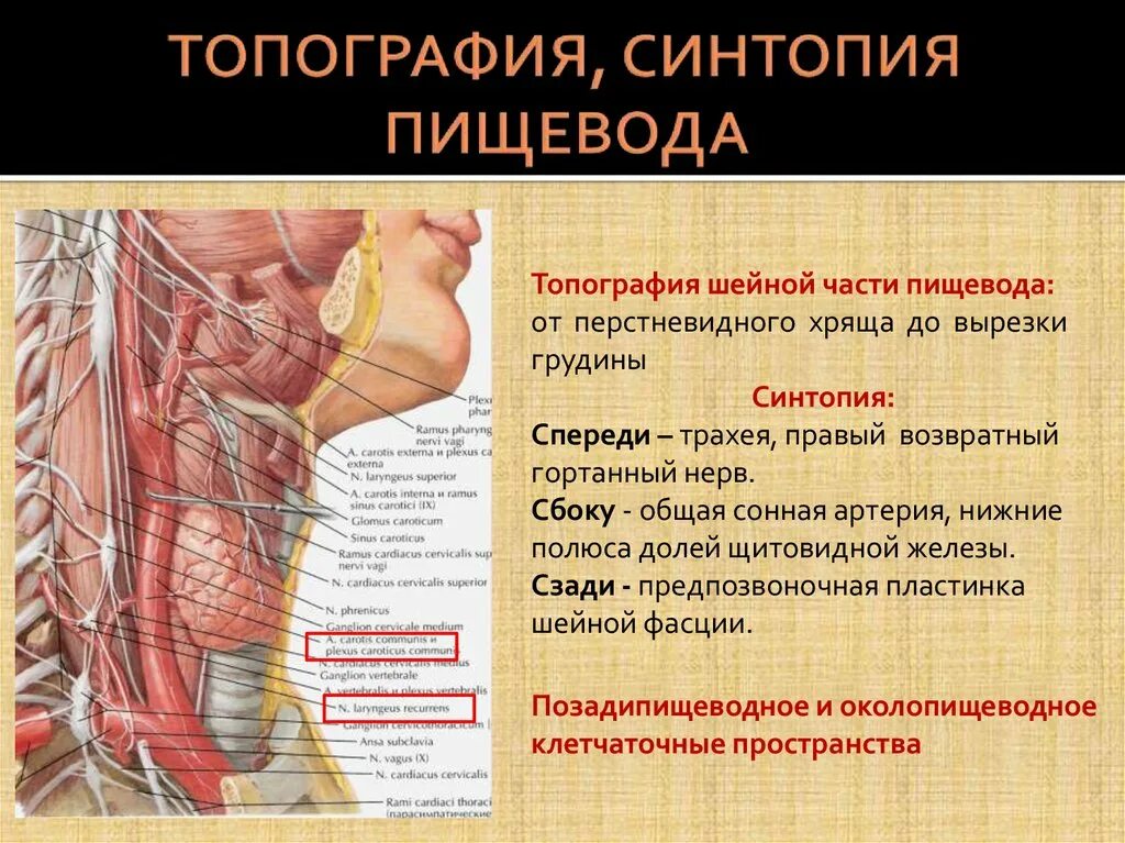 Шейный отдел пищевода топографическая анатомия. Топография шейного отдела пищевода. Пищевод голотопия скелетотопия синтопия. Скелетотопия шейного отдела пищевода.