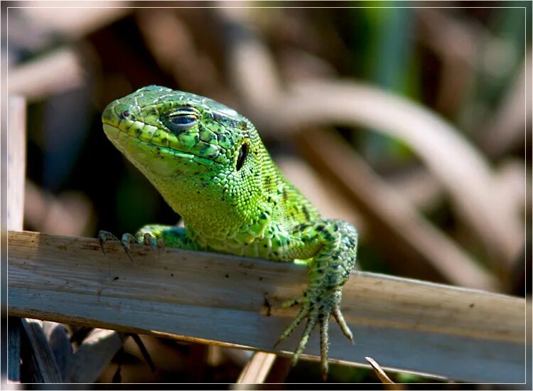 п. хамелеон иллюстрация. хамелеон автор. цветы хамелеоны садовые. передача хамелеон заставка.