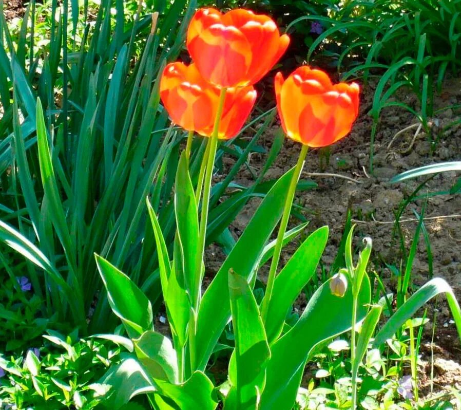 Тюльпан многолетка. Тюльпаны с многолетниками. Многолетник тюльпан Вашингтон. Тюльпан садовое растение.