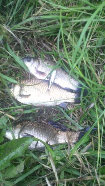 Платные пруды тверь константиновка. Озерки тверская область рыбалка. Нелидово рыбалка. Конаково платная рыбалка. Зарыбленные пруды новгородской области.