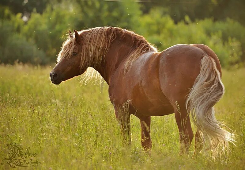 лошади породы русский тяжеловоз. русский тяжеловоз порода. орловский тяжеловоз порода лошадей. конь породы советский тяжеловоз. битюг (порода лошадей).