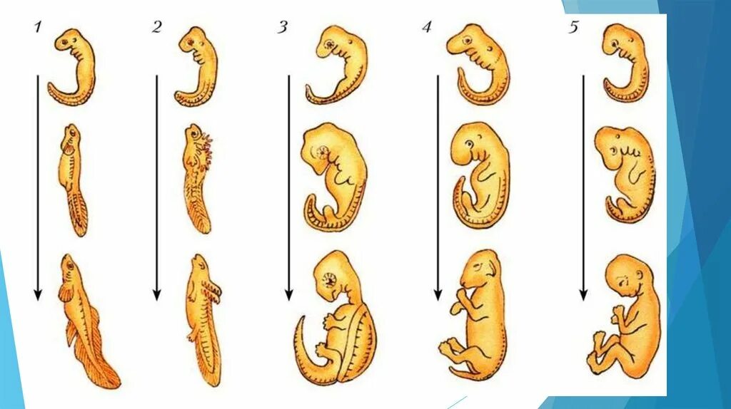 Сходство и развитие животных. Отличия и сходства человека и животного. Сходство тканей животных и растений. Общие черты человека и животного. Ранние этапы развития зародышей позвоночных.