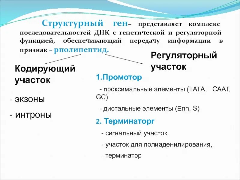 Кодирующие участки