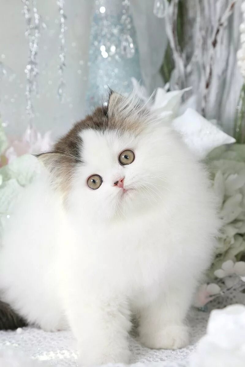 Персидская кошка белая. Персидский котенок альбинос. Перс котенок белый. Персидский котенок альбинос. Персицкий белый котëнка.