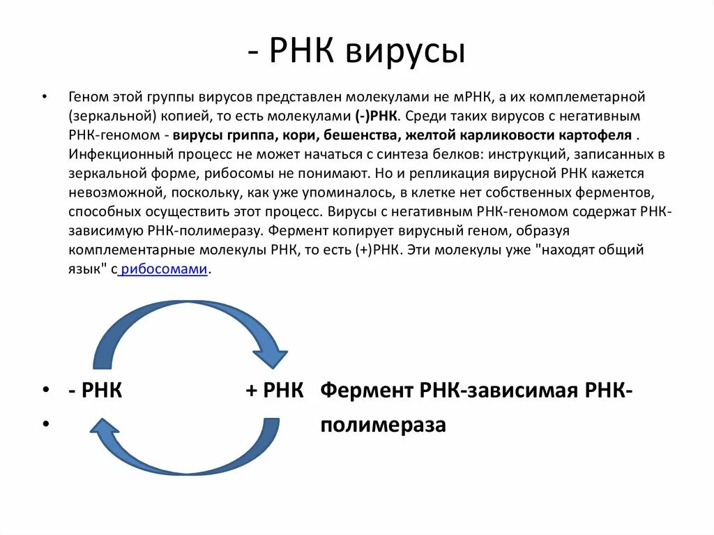 Плюс однонитевые РНК вирусы. Плюс цепь РНК вируса. РНК геном вируса. РНК отрицательные вирусы.