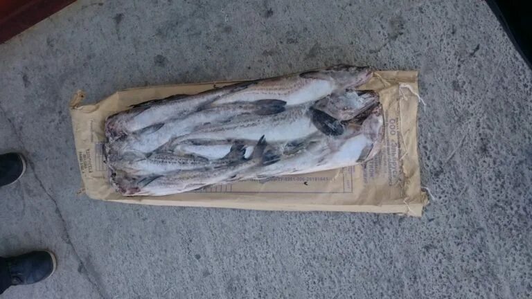 Минтай камчатский. Минтай сегодня. Аляскинский минтай. Минтай сегодня. Минтай сегодня.