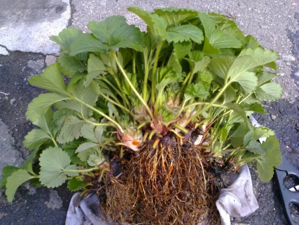 Клубника рассада. Саженцы клубники ремонтантной. Рассада земляники ремонтантной. Земляника лесная рассада. Рассада земляники ремонтантной.