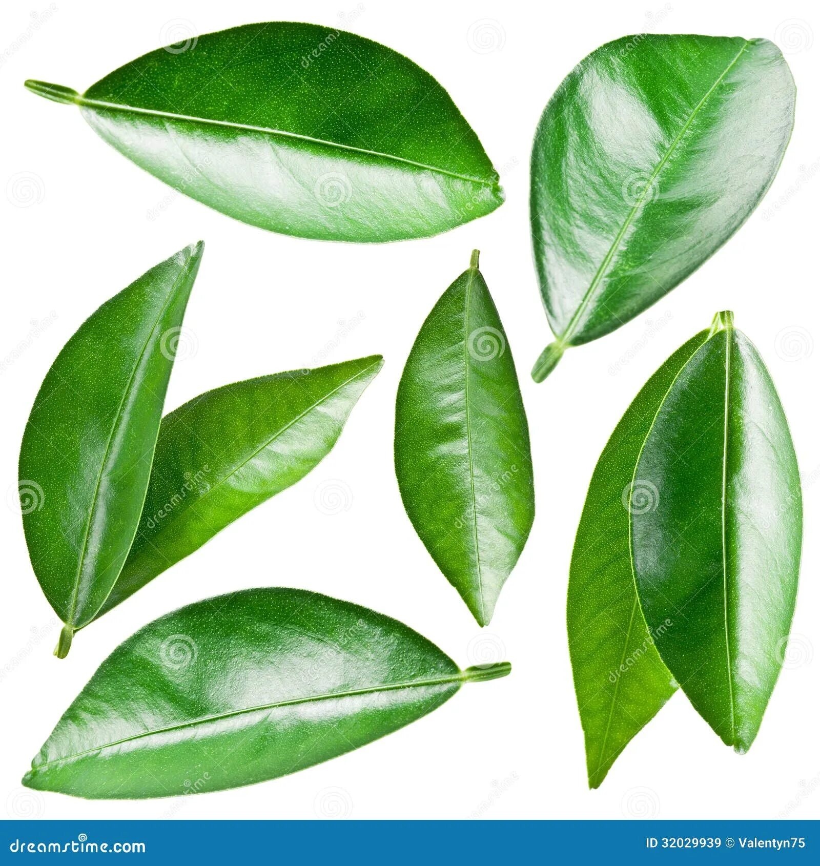 Citrus leaves. Апельсины с листом. Листья цитрусовых. Citrus leaves. Citrus leaves.