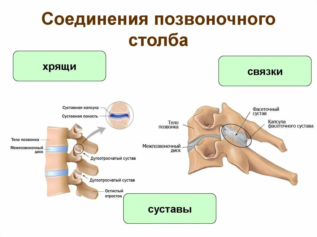 Типы соединения костей в позвоночном столбе. Позвоночный сустав строение анатомия. Соединение костей позвоночника. Соединение суставных отростков позвонков. Кости позвоночника тип соединения