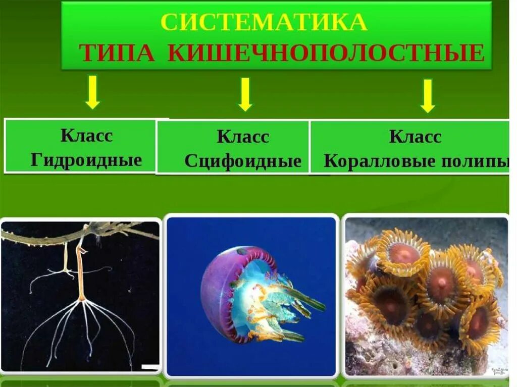 Беспозвоночные Кишечнополостные гидра. Гидроидные актиния. Таксоны кишечнополостных. Кишечнополостные 7 класс биология. Группы организмов кишечнополостные