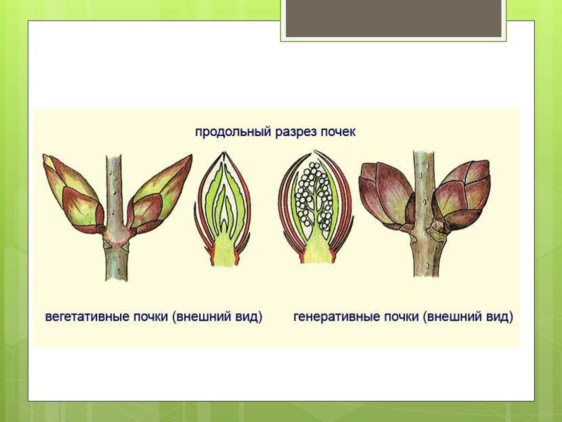 Почка округлой формы. Строение вегетативной листовой почки. Строение почки сирени. Рис строение почек растений. Зачаточный стебель у генеративной почки.