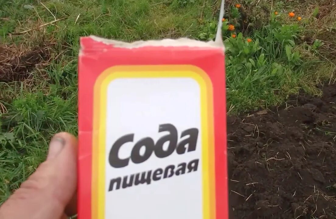 Сода от мучнистой. Сода от мучнистой. От мучнистой росы на огурцах препараты. Средство от мучнистой росы. Сода для подкормки.
